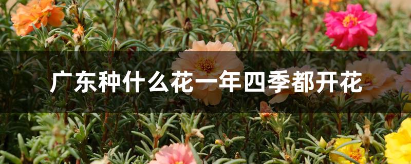 广东种什么花一年四季都开花
