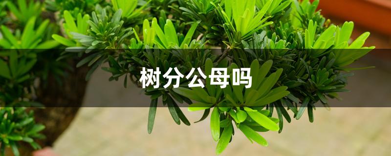 树分公母吗