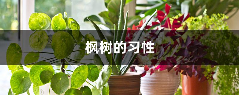 枫树的习性