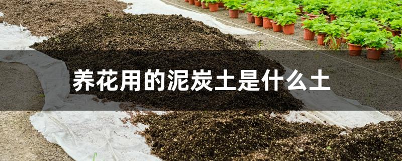养花用的泥炭土是什么土