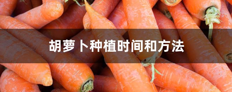 胡萝卜种植时间和方法