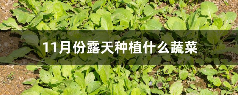 11月份露天种植什么蔬菜