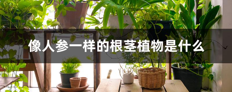 像人参一样的根茎植物是什么