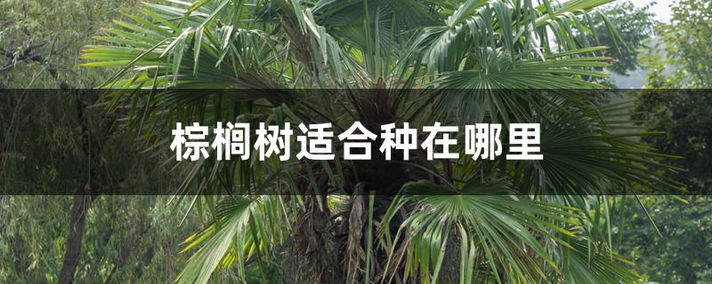 棕榈树适合种在哪里