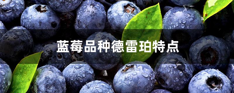 蓝莓品种德雷珀特点