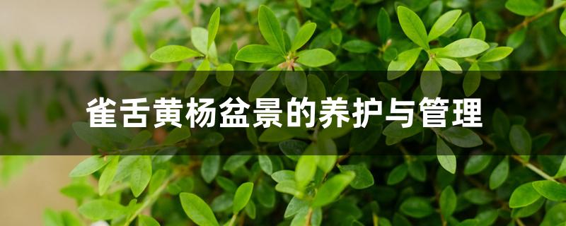 雀舌黄杨盆景的养护与管理