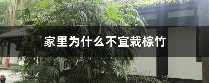 家里为什么不宜栽棕竹
