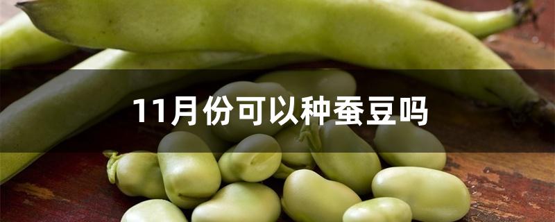 11月份可以种蚕豆吗