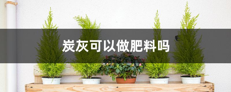 炭灰可以做肥料吗