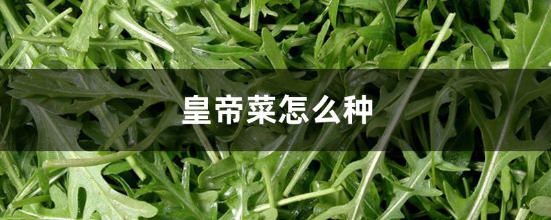 皇帝菜怎么种