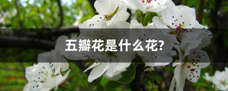 五瓣花是什么花?