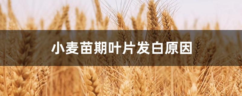 小麦苗期叶片发白原因