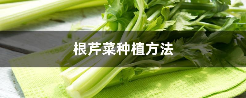 根芹菜种植方法