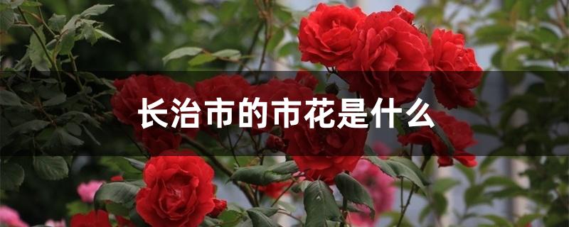 长治市的市花是什么