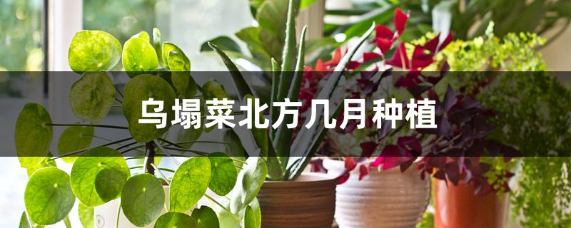 乌塌菜北方几月种植