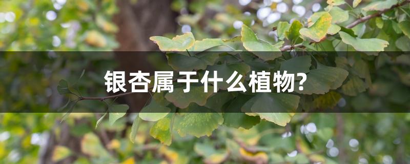 银杏属于什么植物?