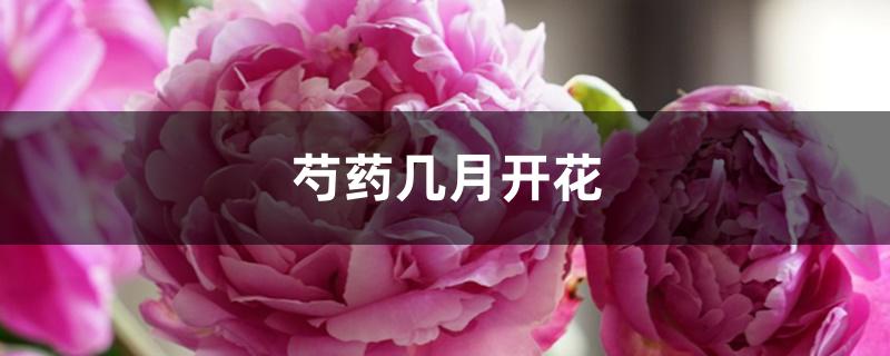 芍药几月开花