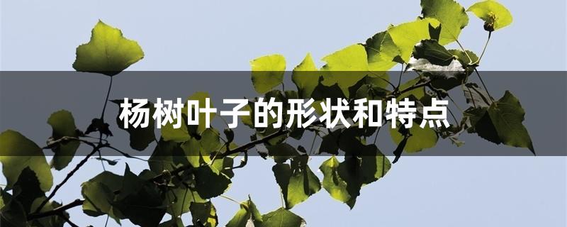 杨树叶子的形状和特点