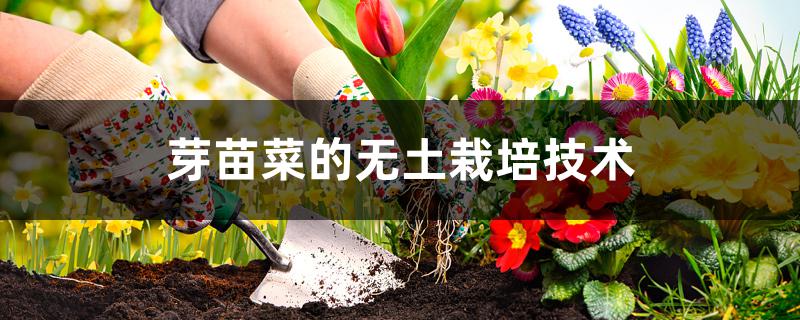 芽苗菜的无土栽培技术