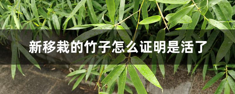 新移栽的竹子怎么证明是活了