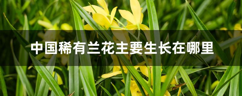 中国稀有兰花主要生长在哪里
