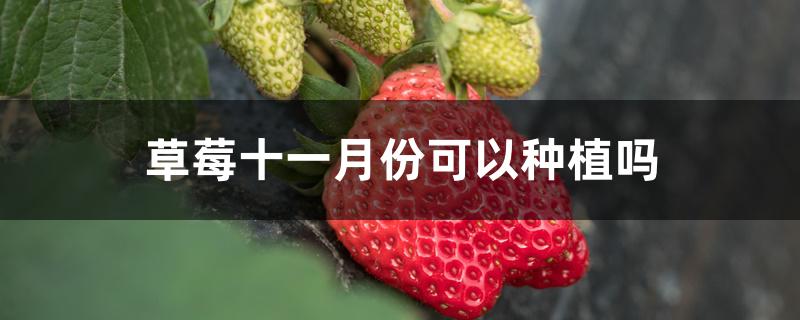 草莓十一月份可以种植吗