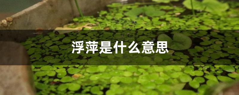 浮萍是什么意思