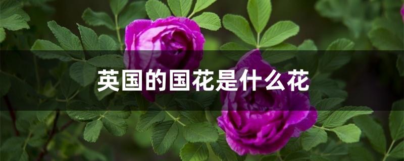 英国的国花是什么花