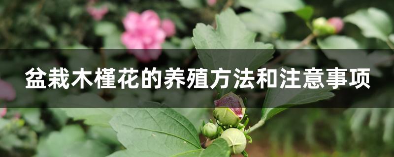 盆栽木槿花的养殖方法和注意事项
