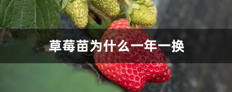 草莓苗为什么一年一换