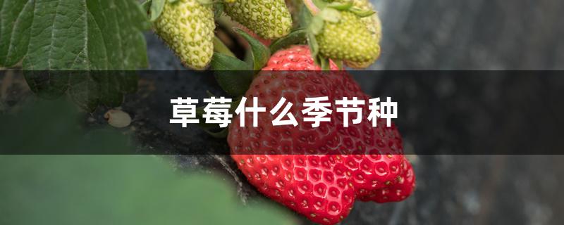 草莓什么季节种