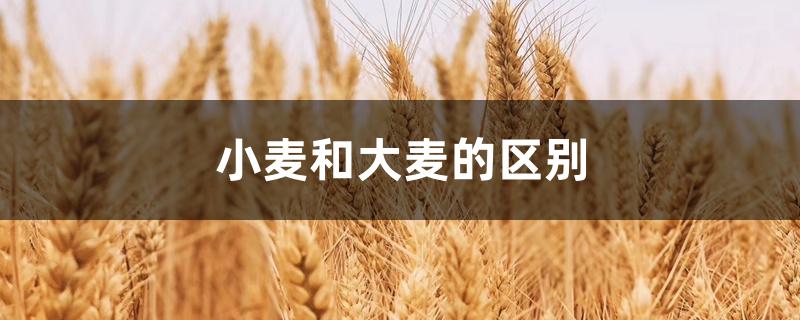 小麦和大麦的区别