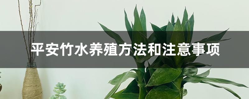 平安竹水养殖方法和注意事项