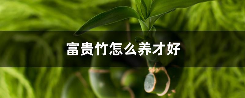 富贵竹怎么养才好