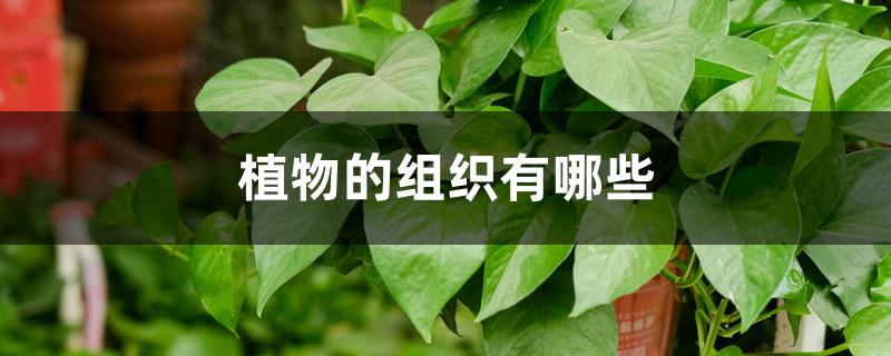 輸導組織:它是植物運輸水分和各種物質的組織,細胞為長管形.