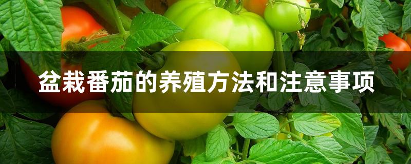 盆栽番茄的养殖方法和注意事项