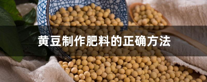 黄豆制作肥料的正确方法