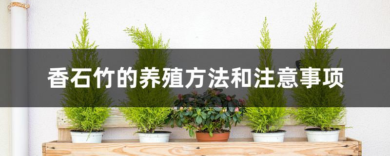 香石竹的养殖方法和注意事项