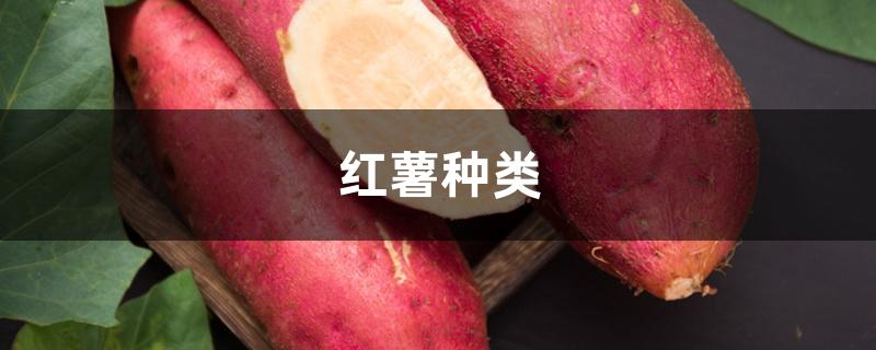 红薯种类