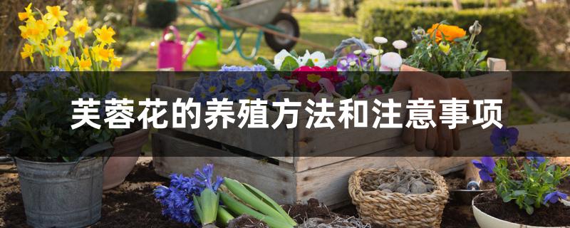 芙蓉花的养殖方法和注意事项