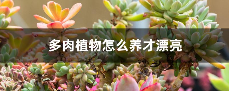 多肉植物怎么养才漂亮