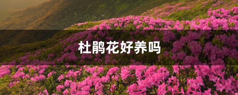 杜鹃花好养吗