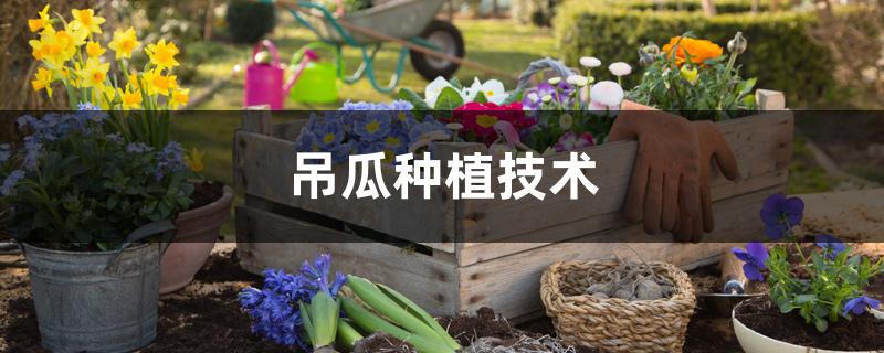 吊瓜种植技术