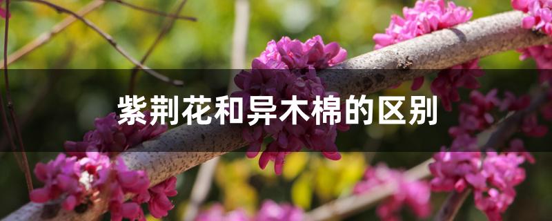 紫荆花和异木棉的区别