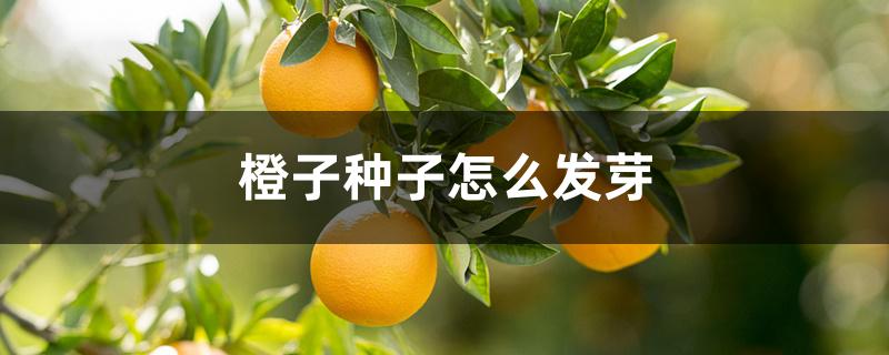 橙子种子怎么发芽
