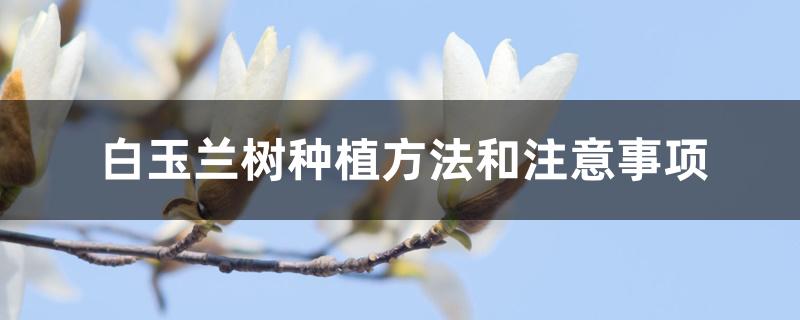 白玉兰树种植方法和注意事项