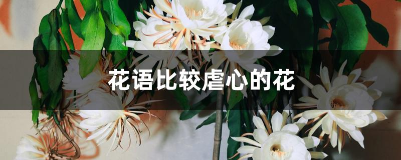 花语比较虐心的花