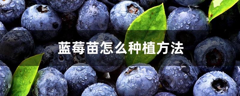 蓝莓苗怎么种植方法