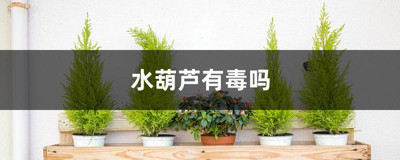 水葫芦有毒吗