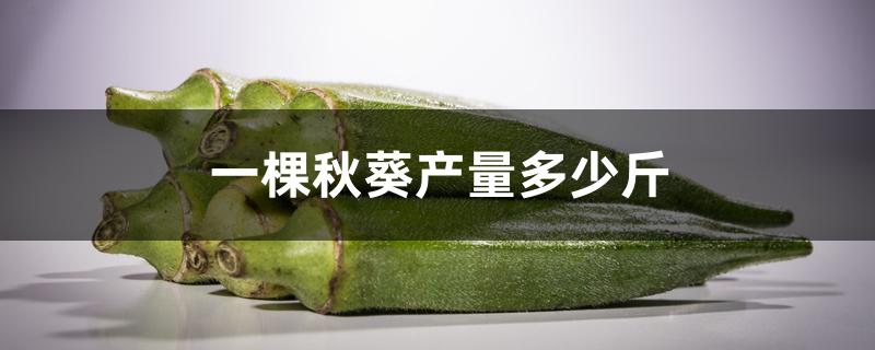 一棵秋葵产量多少斤